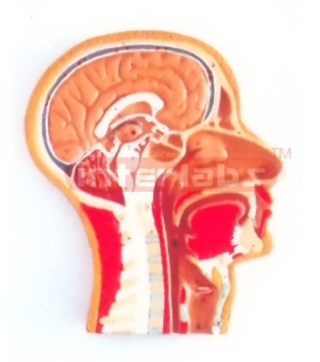 HUMAN MEDIAN SECTION OF HEAD MODEL  (RIGHT SECTION)